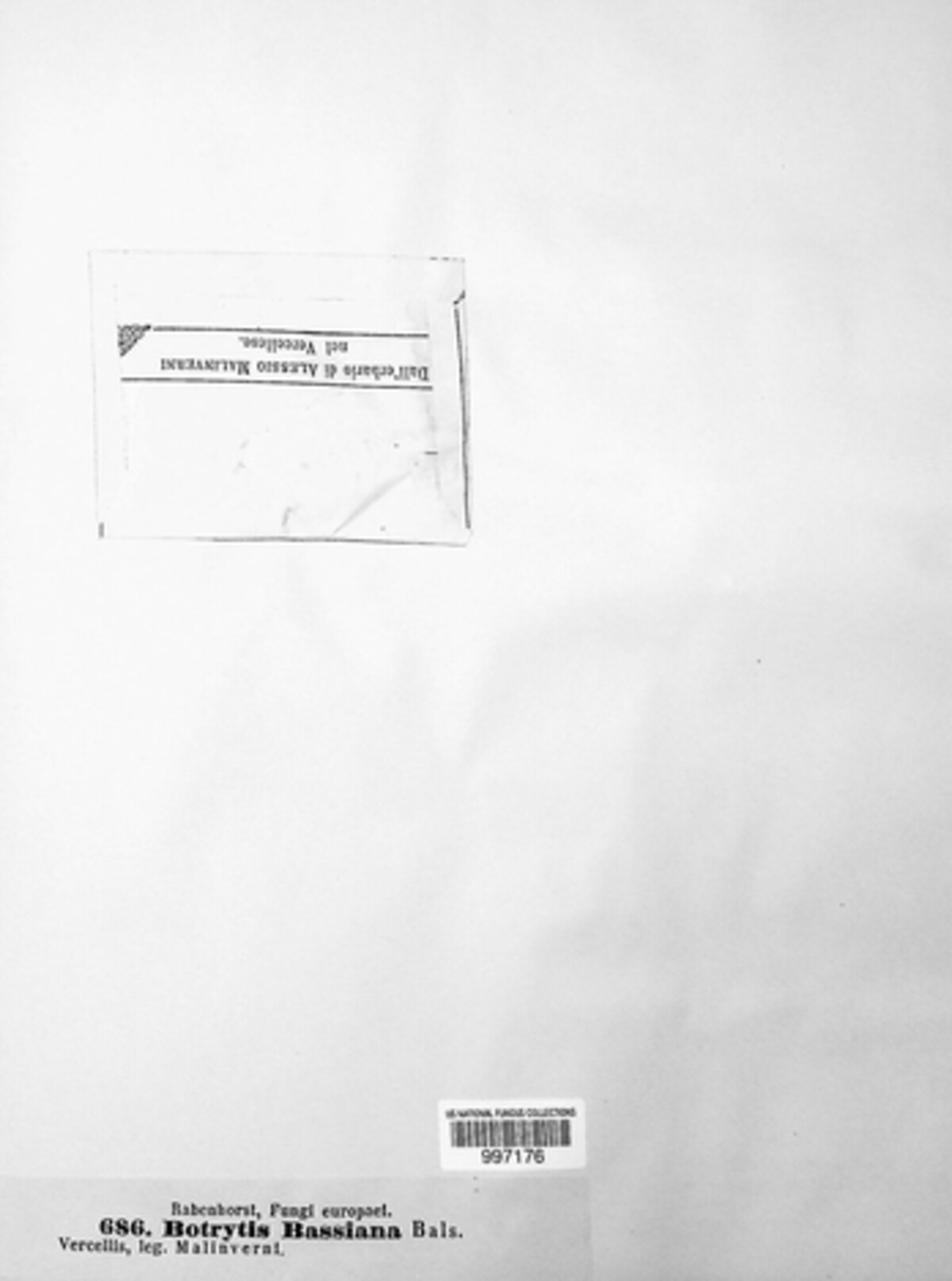 Beauveria image